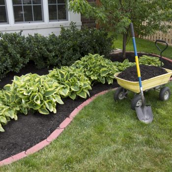 Mulching bed around the house and bushes, wheelbarrel along with a showel.